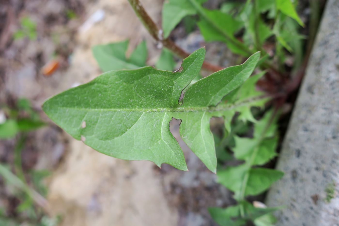 Изображение особи Taraxacum officinale.