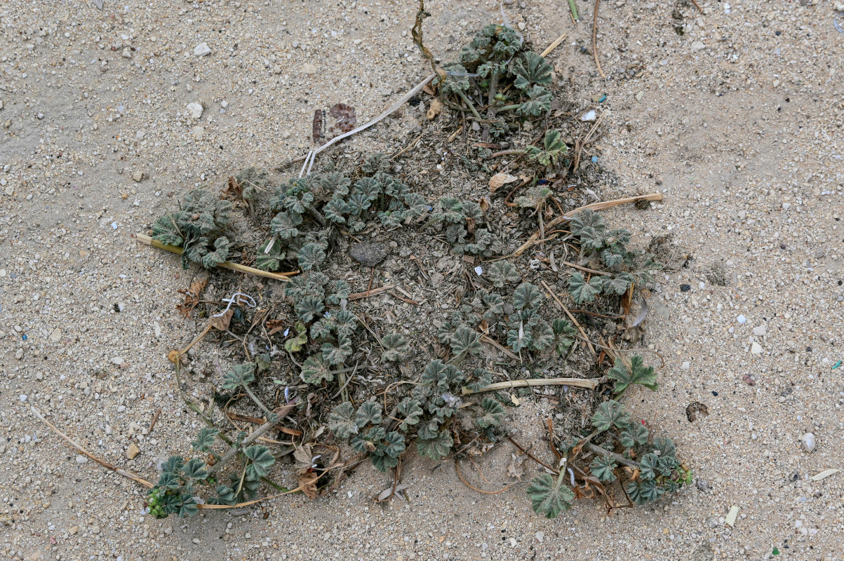 Image of Malva parviflora specimen.