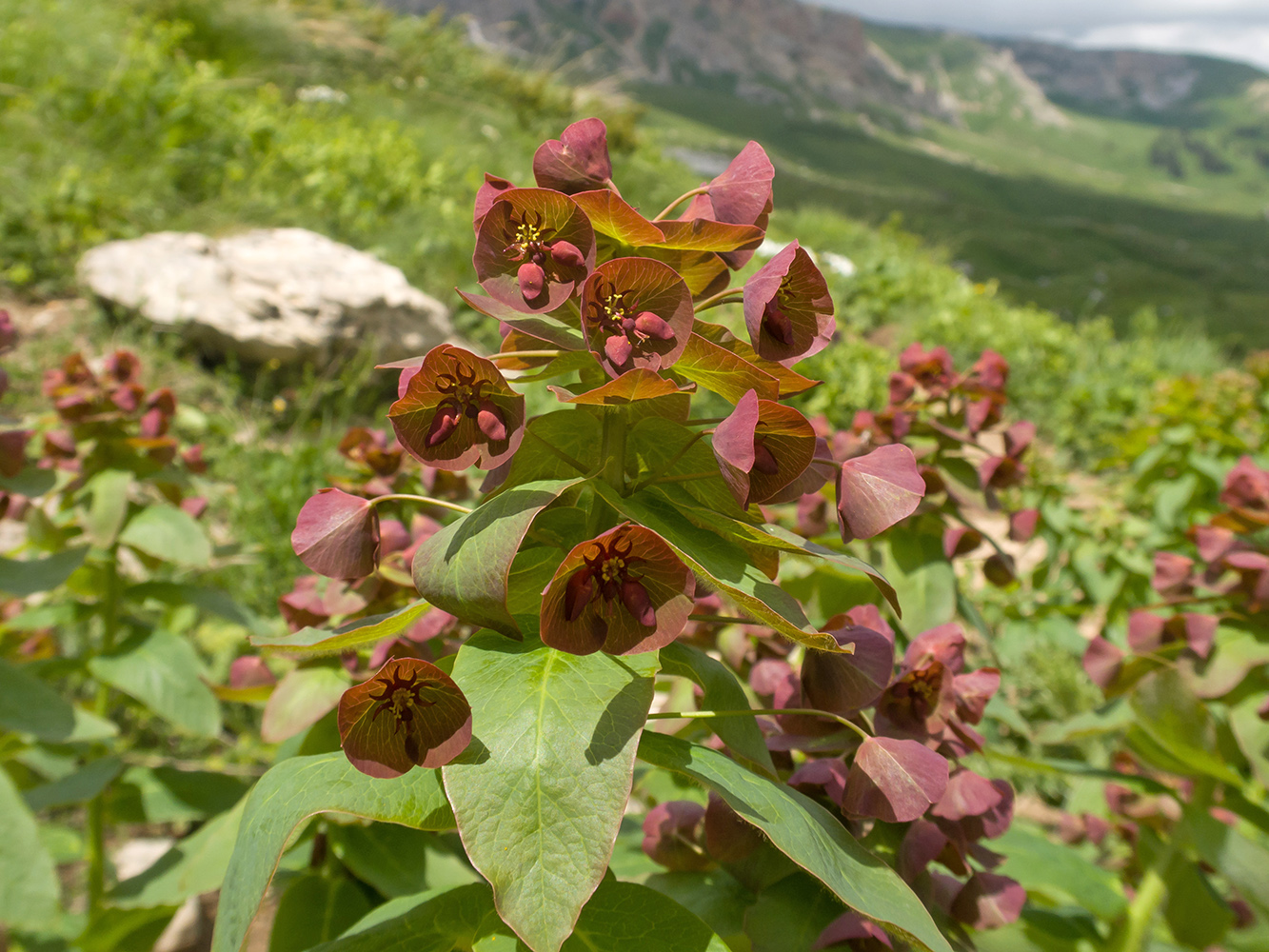 Изображение особи Euphorbia macroceras.