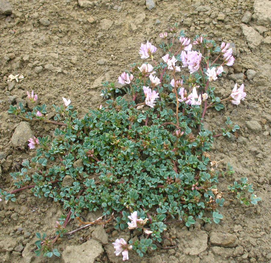 Image of Medicago daghestanica specimen.