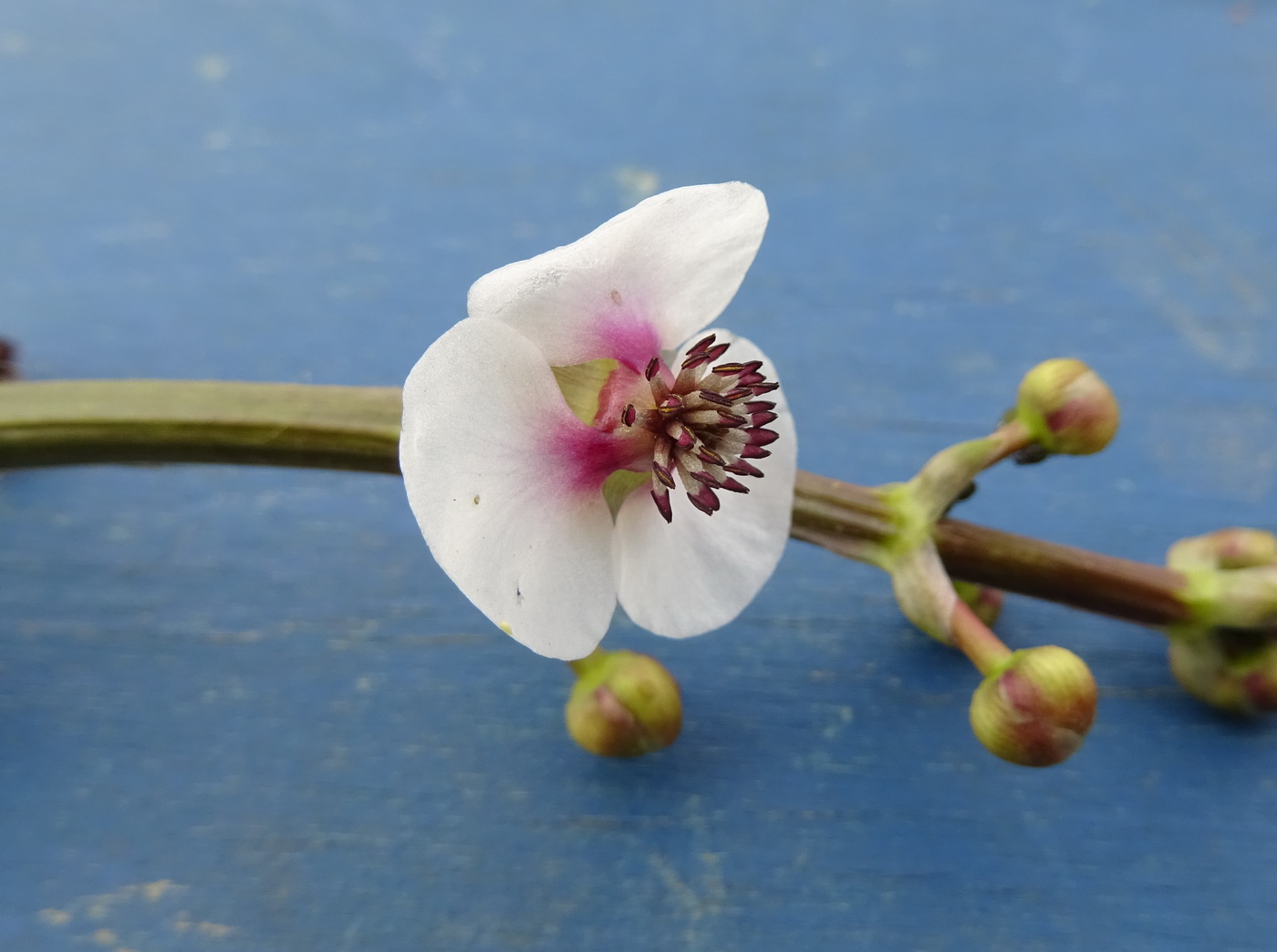 Image of Sagittaria sagittifolia specimen.