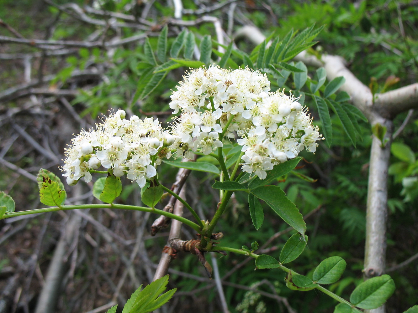 Изображение особи Sorbus sibirica.