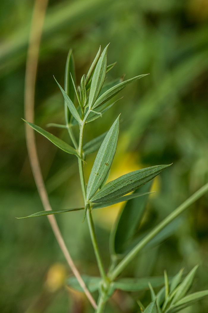 Image of Lathyrus pratensis specimen.