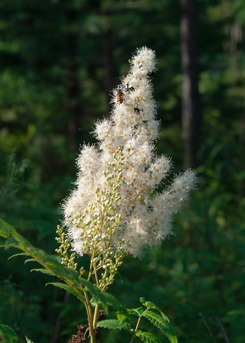 Image of Sorbaria sorbifolia specimen.