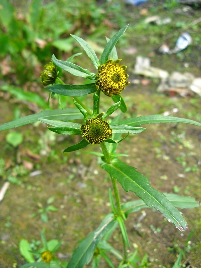 Изображение особи Bidens cernua.