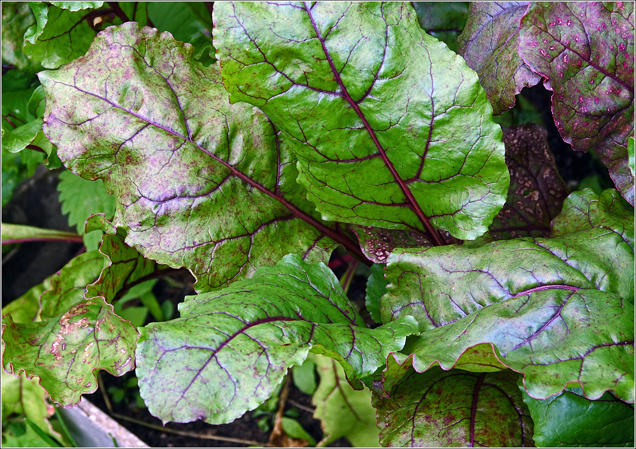 Image of Beta vulgaris specimen.