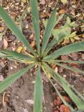 Yucca filamentosa. Листья и часть основания от цветоноса. Волгоград, Красноармейский р-н. 19.11.2023.