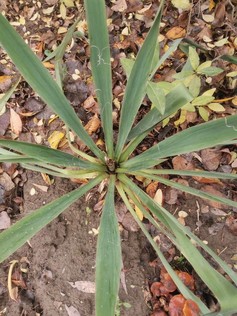 Изображение особи Yucca filamentosa.