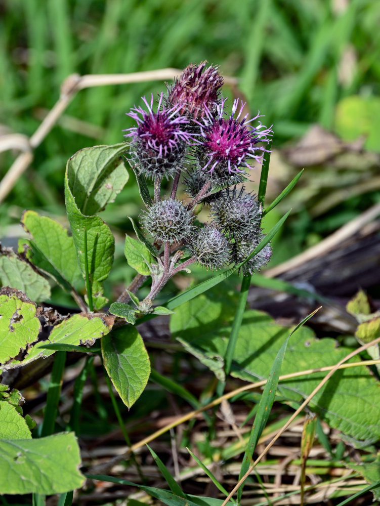 Изображение особи Arctium tomentosum.