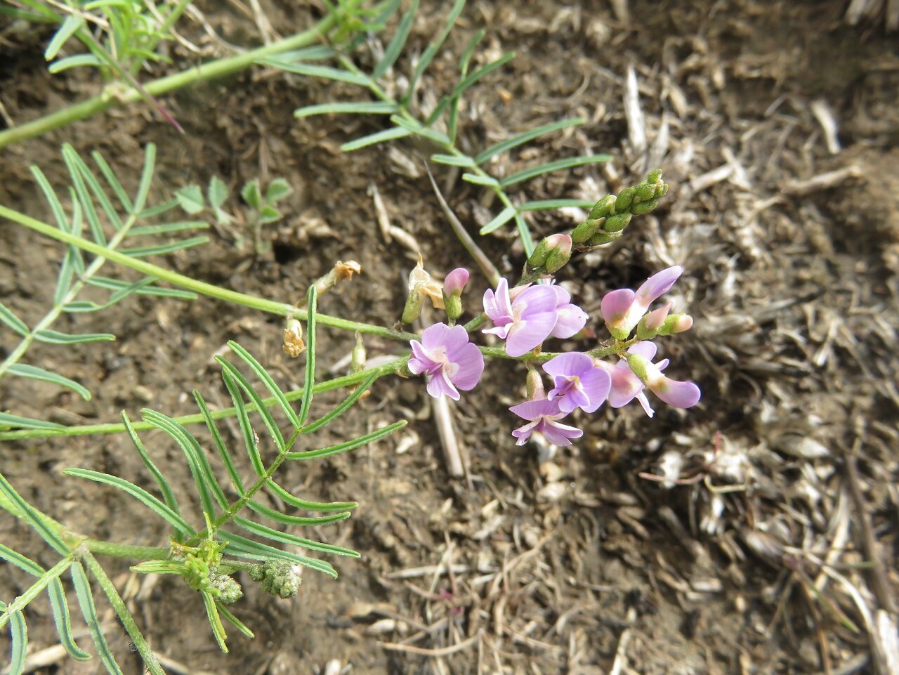 Изображение особи Astragalus austriacus.