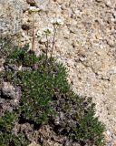 Draba magadanensis. Цветущие растения. Магаданская обл., Ольский р-н, бассейн р. Окса, крутой щебнисто-каменистый склон. 07.06.2023.