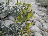 Linaria cretacea. Верхушки побегов с соцветиями. Волгоградская обл., Ольховский р-н, окр. с. Захаровка, меловой склон. 16.07.2022.