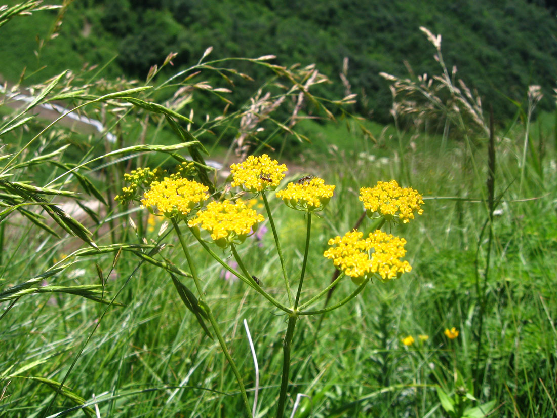 Изображение особи Pastinaca aurantiaca.