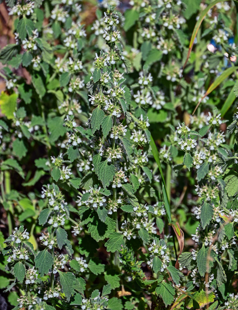 Изображение особи Marrubium catariifolium.