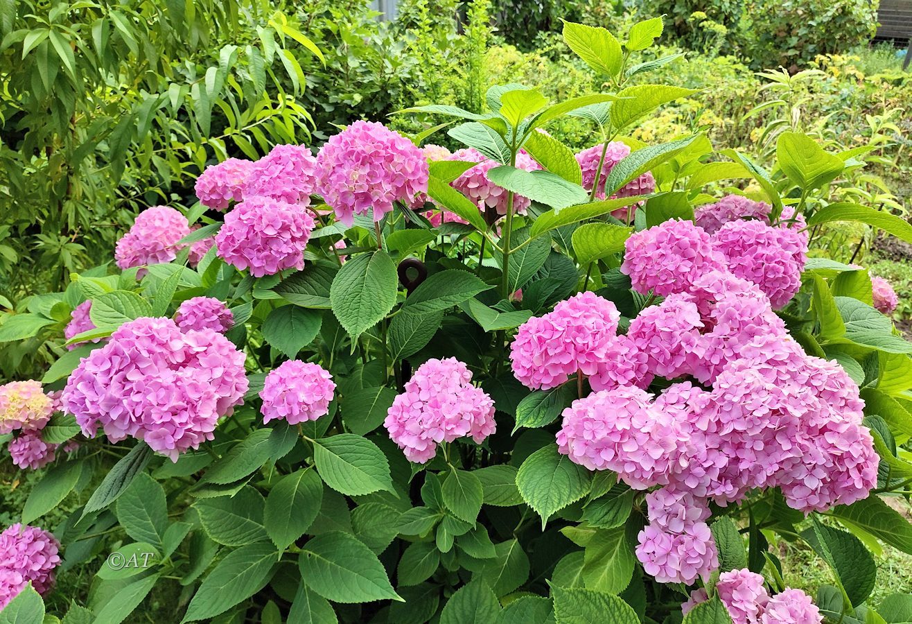 Изображение особи Hydrangea macrophylla.