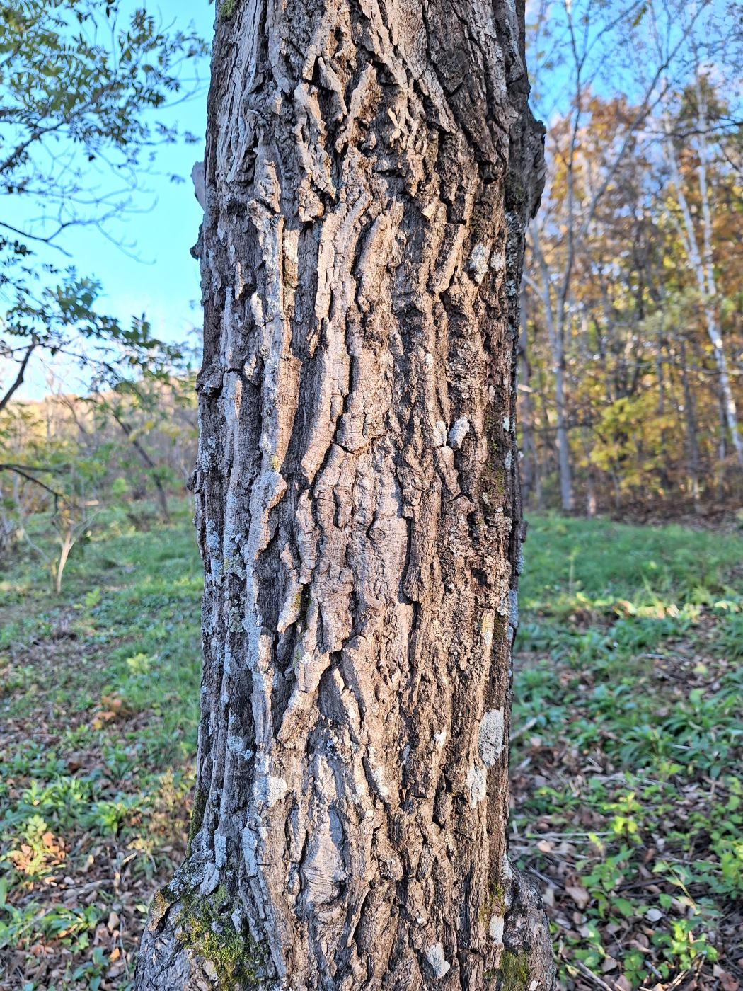 Image of Juglans ailanthifolia var. cordiformis specimen.