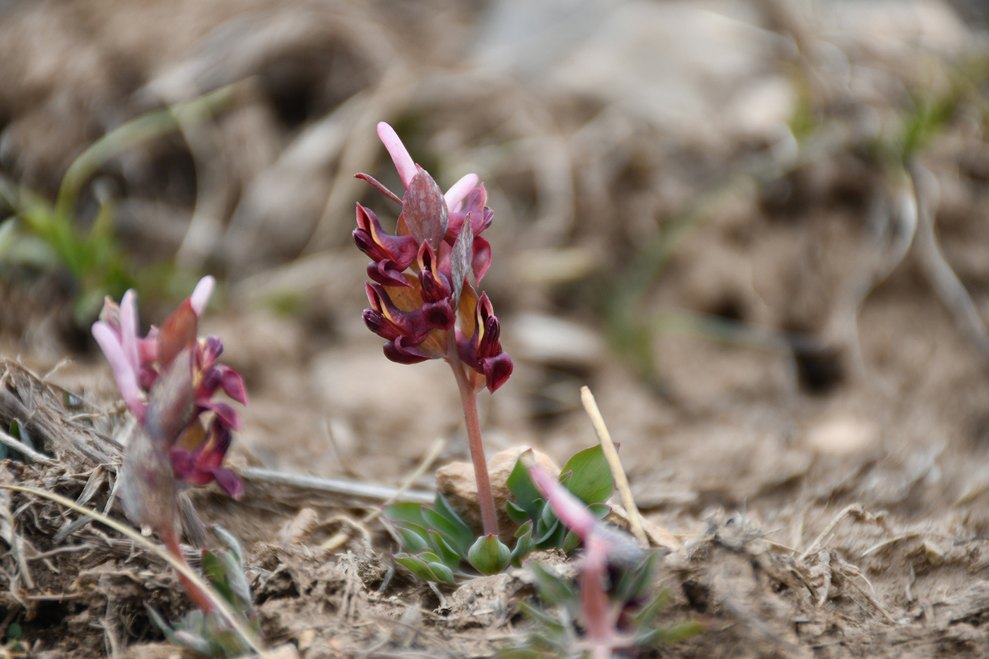 Image of Corydalis ledebouriana specimen.