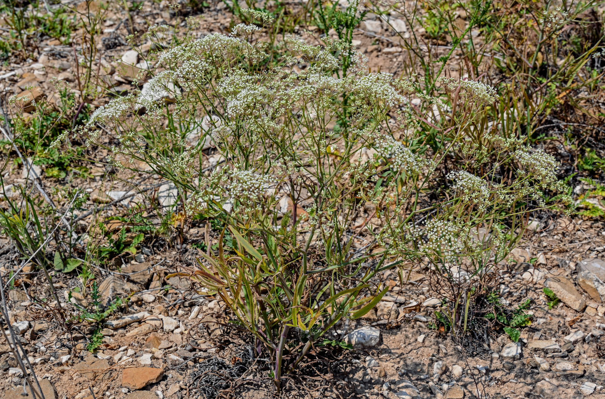 Изображение особи Falcaria vulgaris.