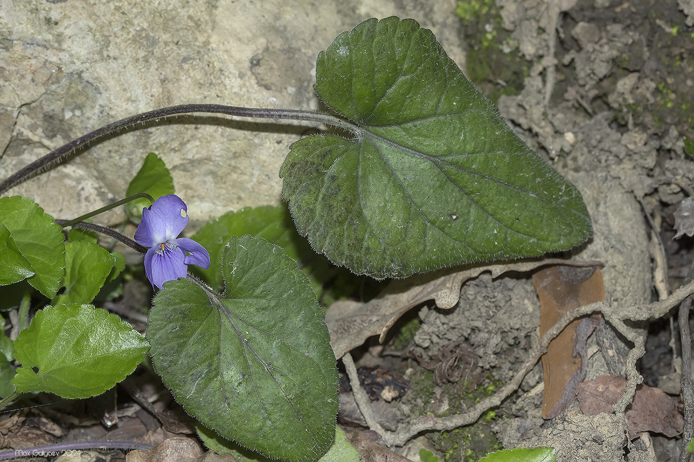 Image of Viola dehnhardtii specimen.