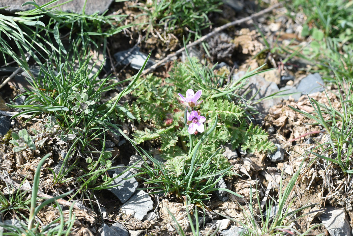 Image of Erodium cicutarium specimen.