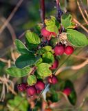 Cotoneaster melanocarpus