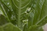 Mercurialis perennis. Пазушный побег с пестичными цветами. Московская обл., Сергиево-Посадский р-н, окр. пос. Абрамцево, елово-широколиственный лес. 23 апреля 2024 г.