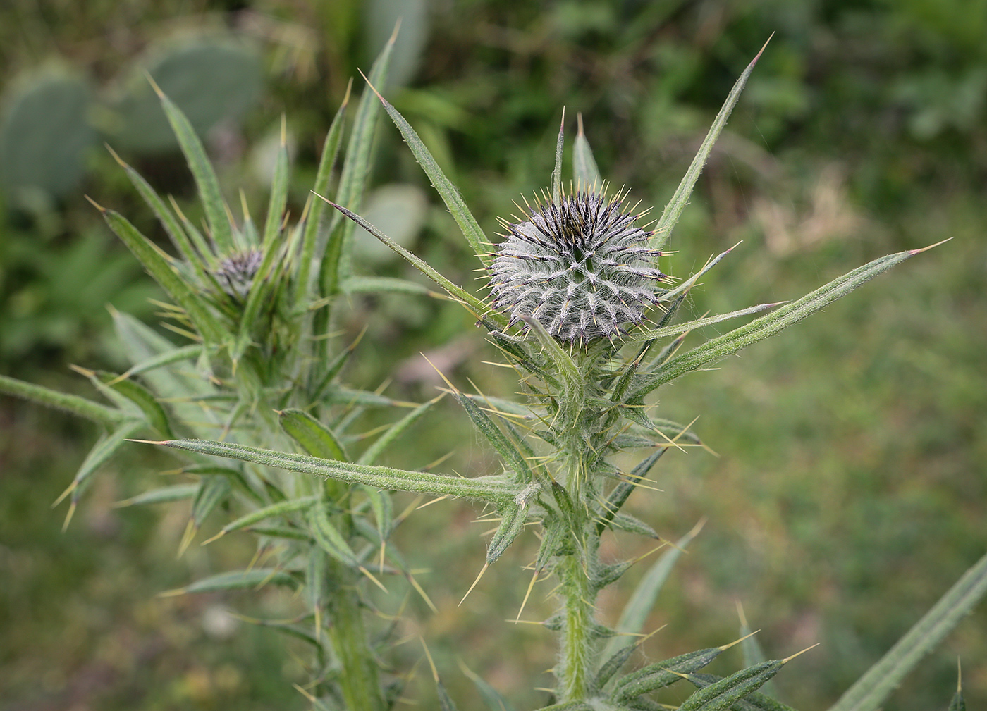 Image of Cirsium vulgare specimen.