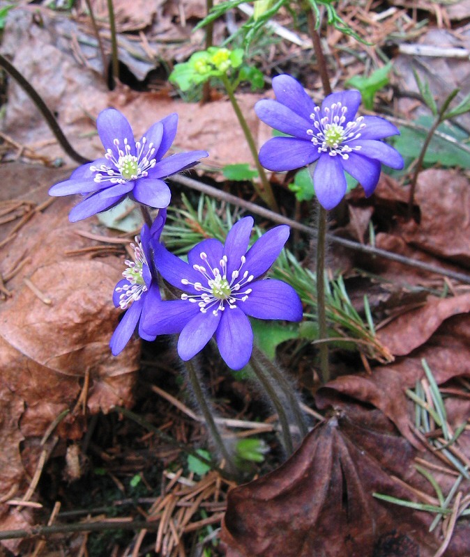 Изображение особи Hepatica nobilis.