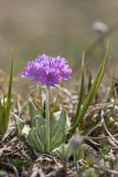 Primula algida