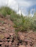 Scandix stellata