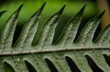 Woodwardia unigemmata