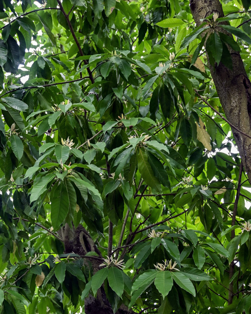 Image of Magnolia × alba specimen.