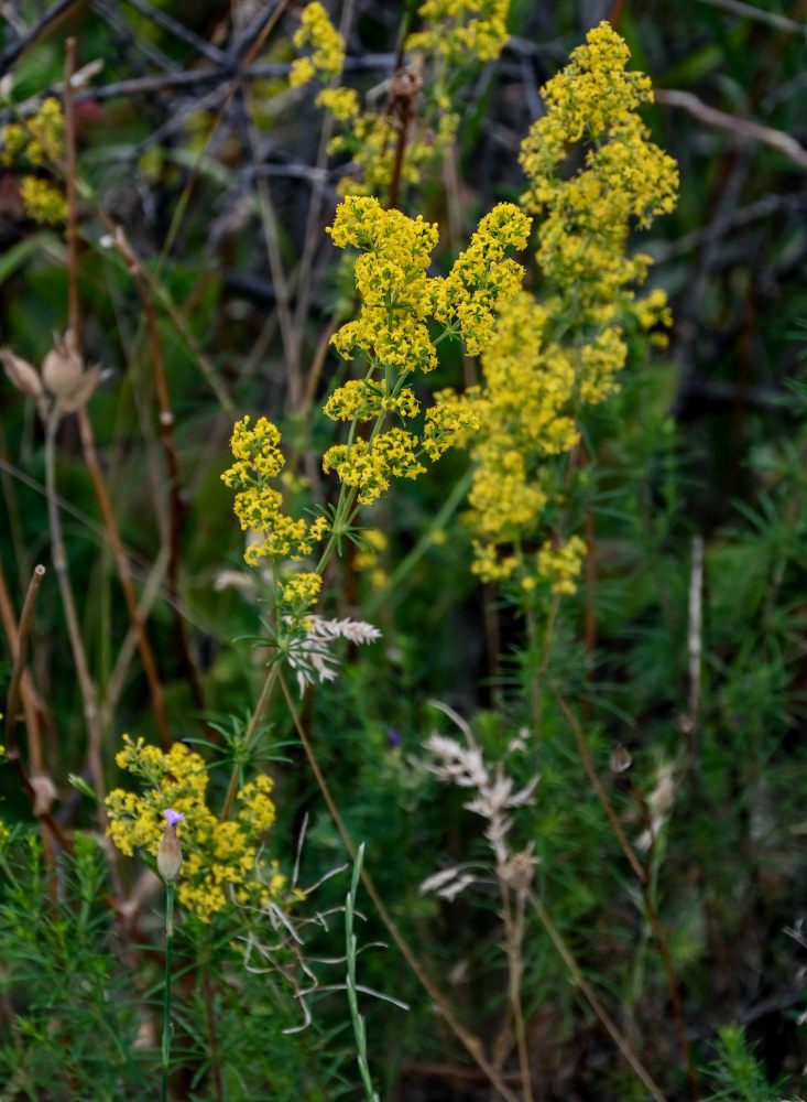 Изображение особи Galium verum.