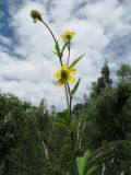 Geum aleppicum. Верхушка цветущего и плодоносящего растения. Восточный Казахстан, Центральный Алтай, пойма р. Белая Берель, пойменный берёзовый лес. 6 июля 2024 г.
