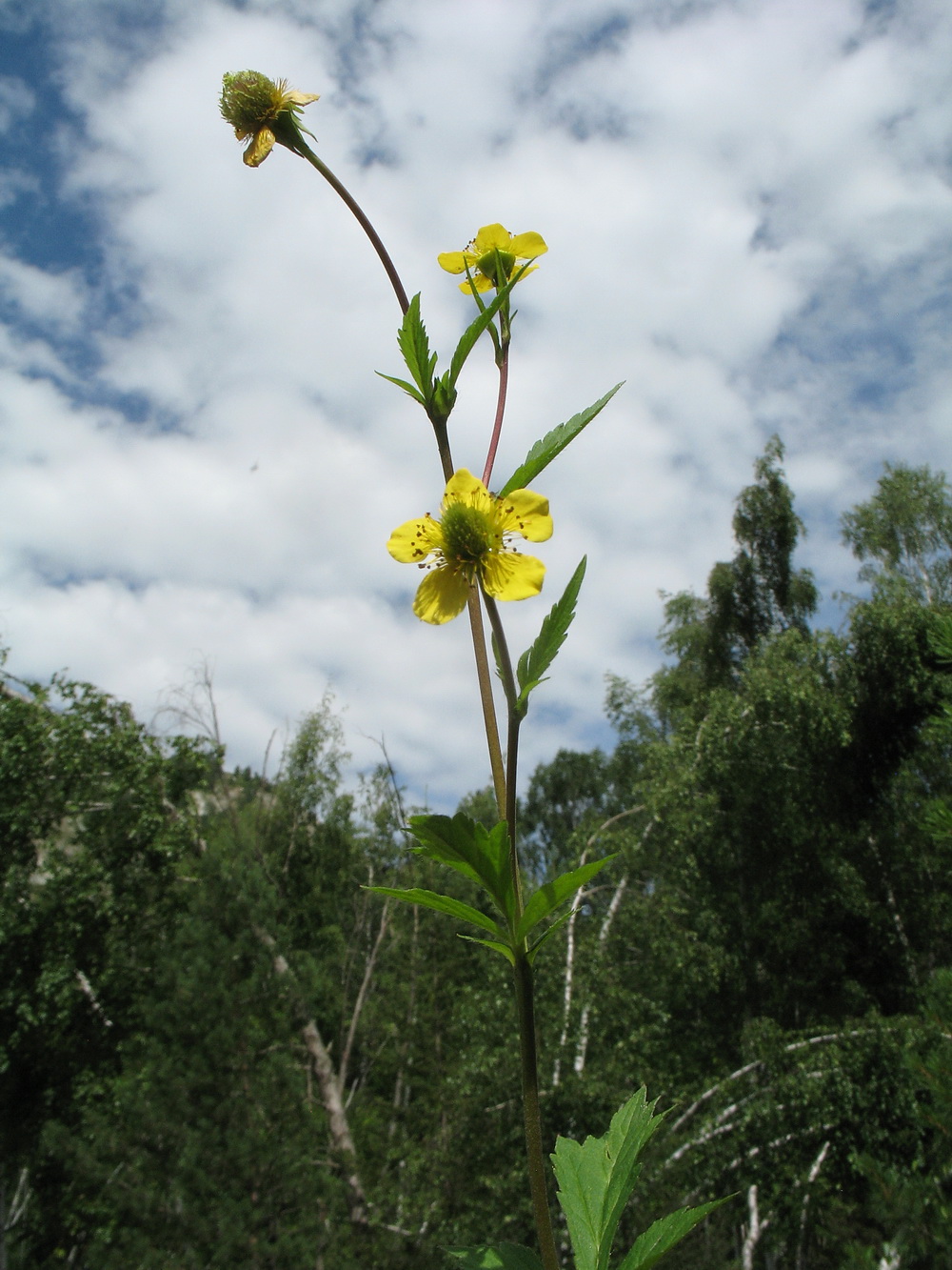 Image of Geum aleppicum specimen.