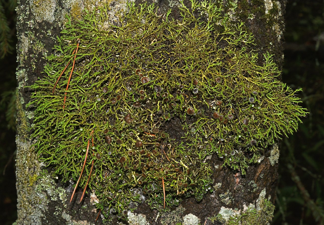 Изображение особи Anaptychia ciliaris.