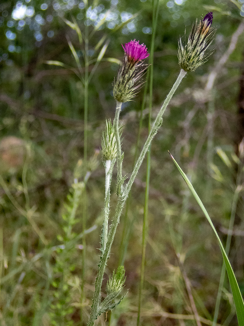 Image of Carduus acicularis specimen.