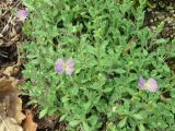 Aubrieta columnae ssp. pirinica