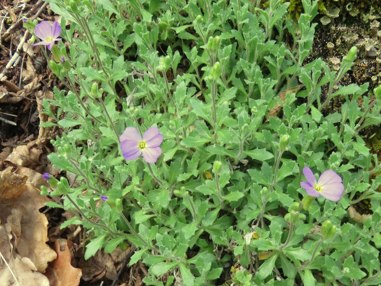 Image of Aubrieta columnae ssp. pirinica specimen.
