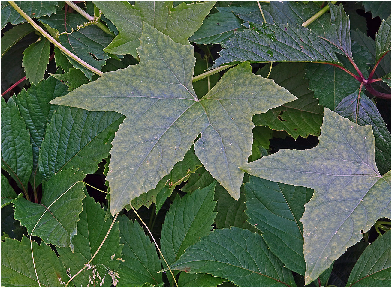 Image of Echinocystis lobata specimen.