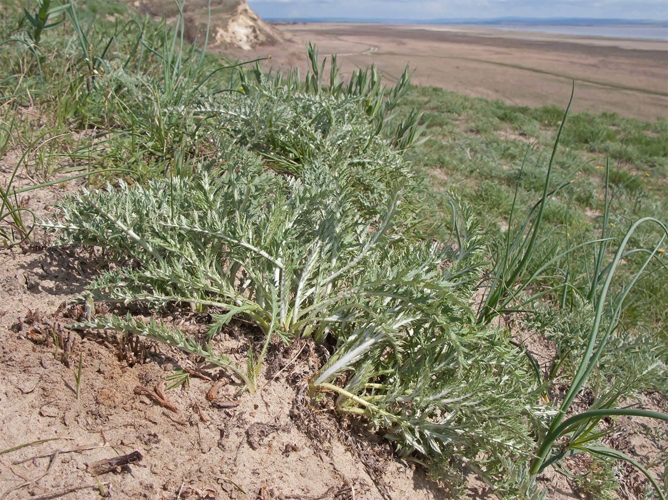 Image of Echinops biebersteinii specimen.