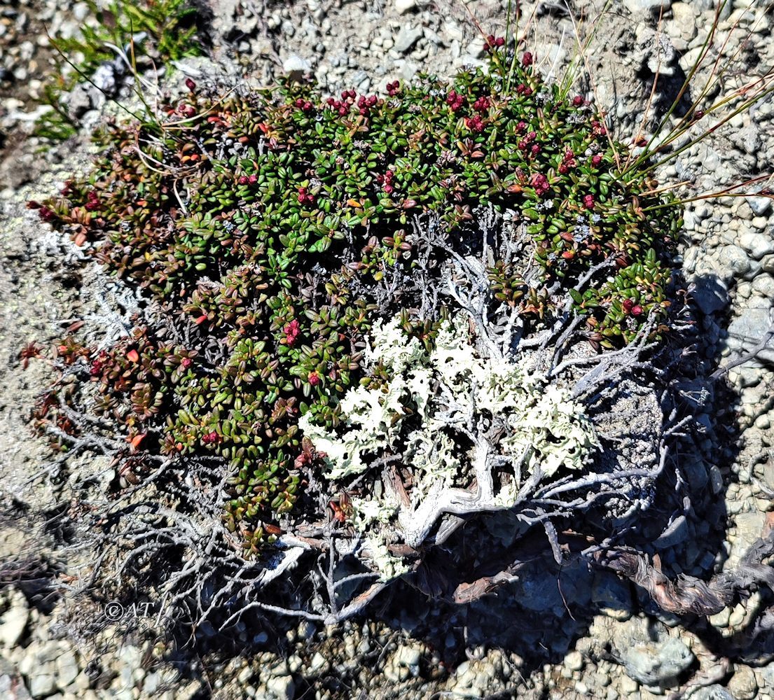 Изображение особи Loiseleuria procumbens.