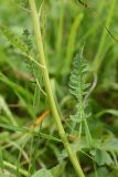 Pedicularis chroorrhyncha