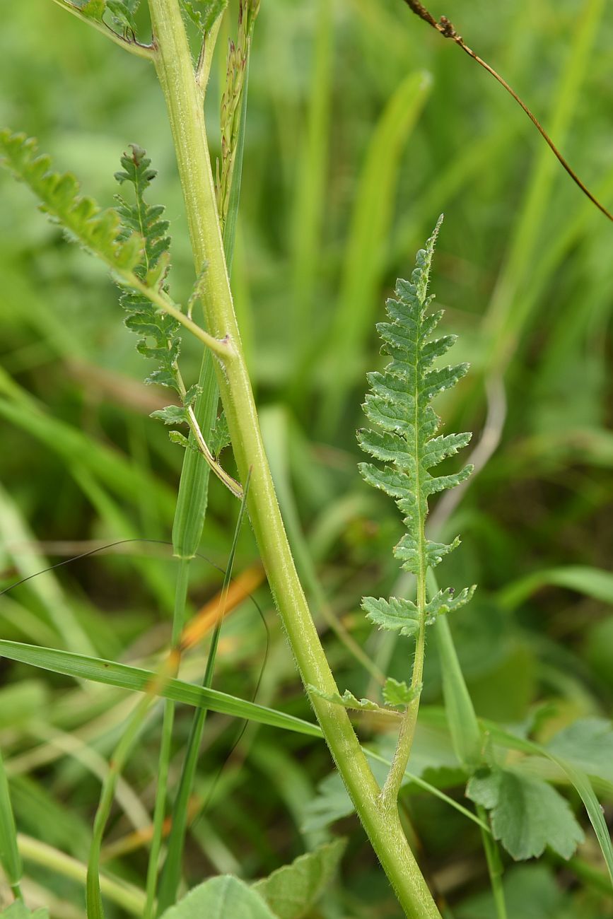 Изображение особи Pedicularis chroorrhyncha.