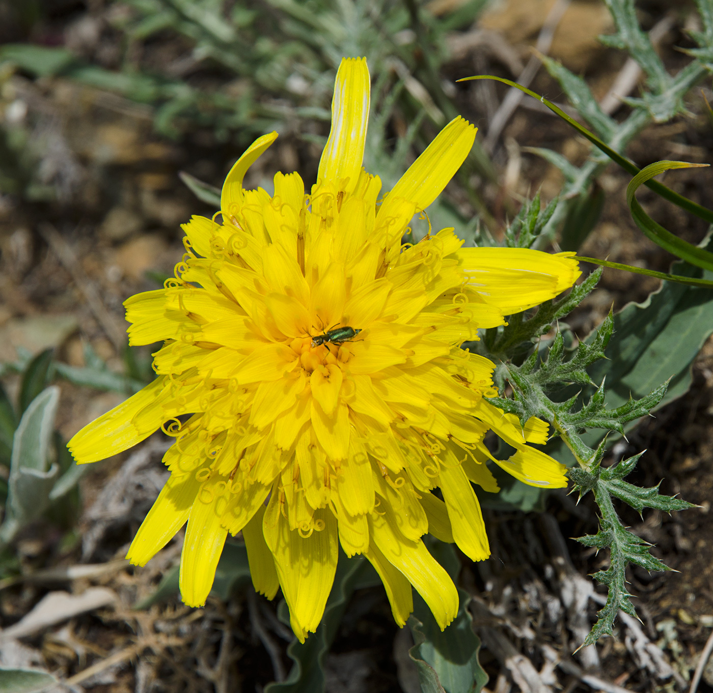 Image of Scorzonera austriaca specimen.