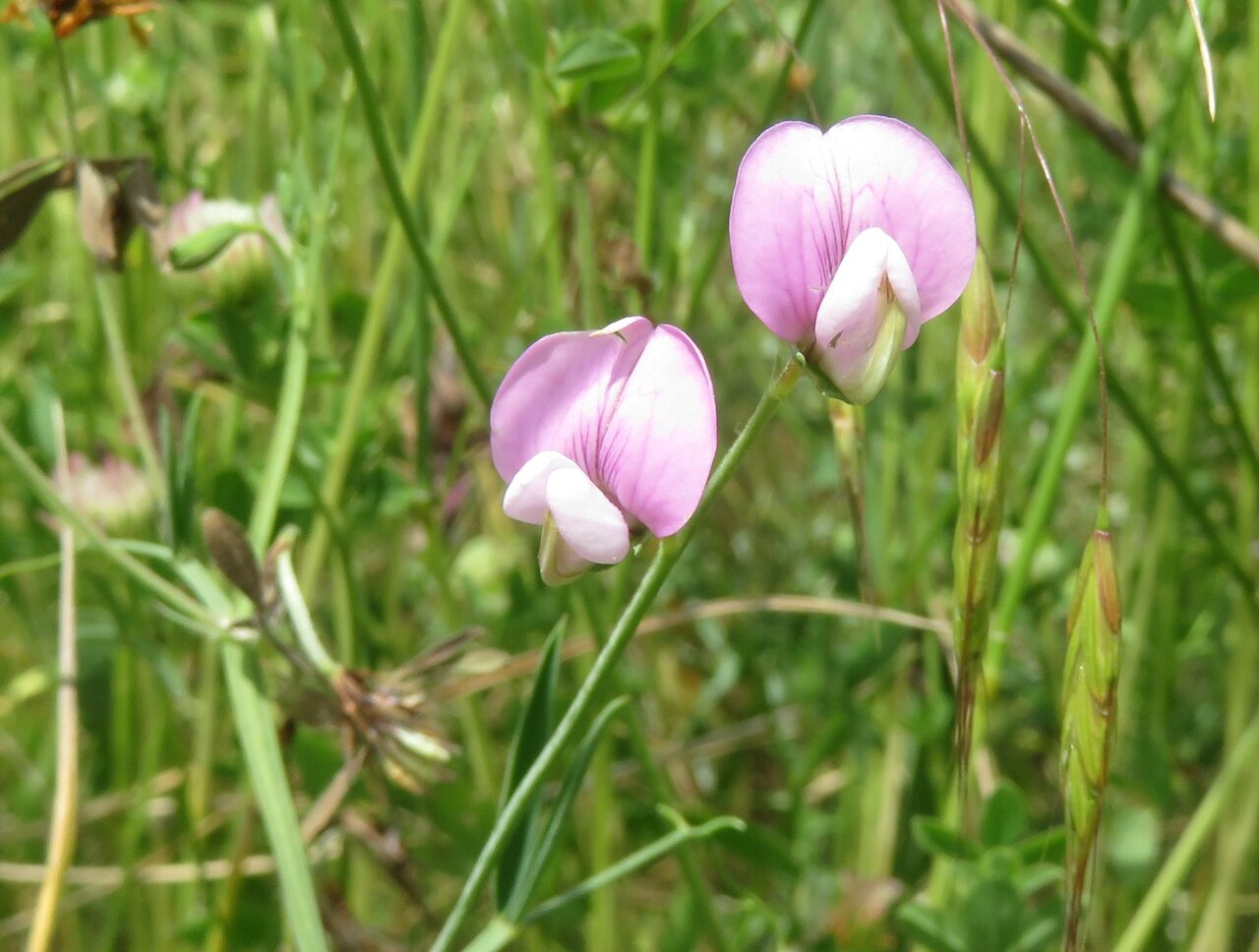 Image of Lathyrus cassius specimen.