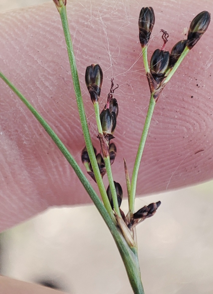 Image of Juncus gerardi specimen.