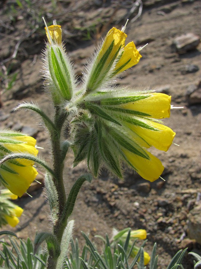 Image of Onosma polyphylla specimen.