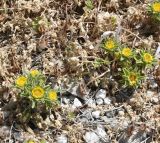 Pallenis spinosa