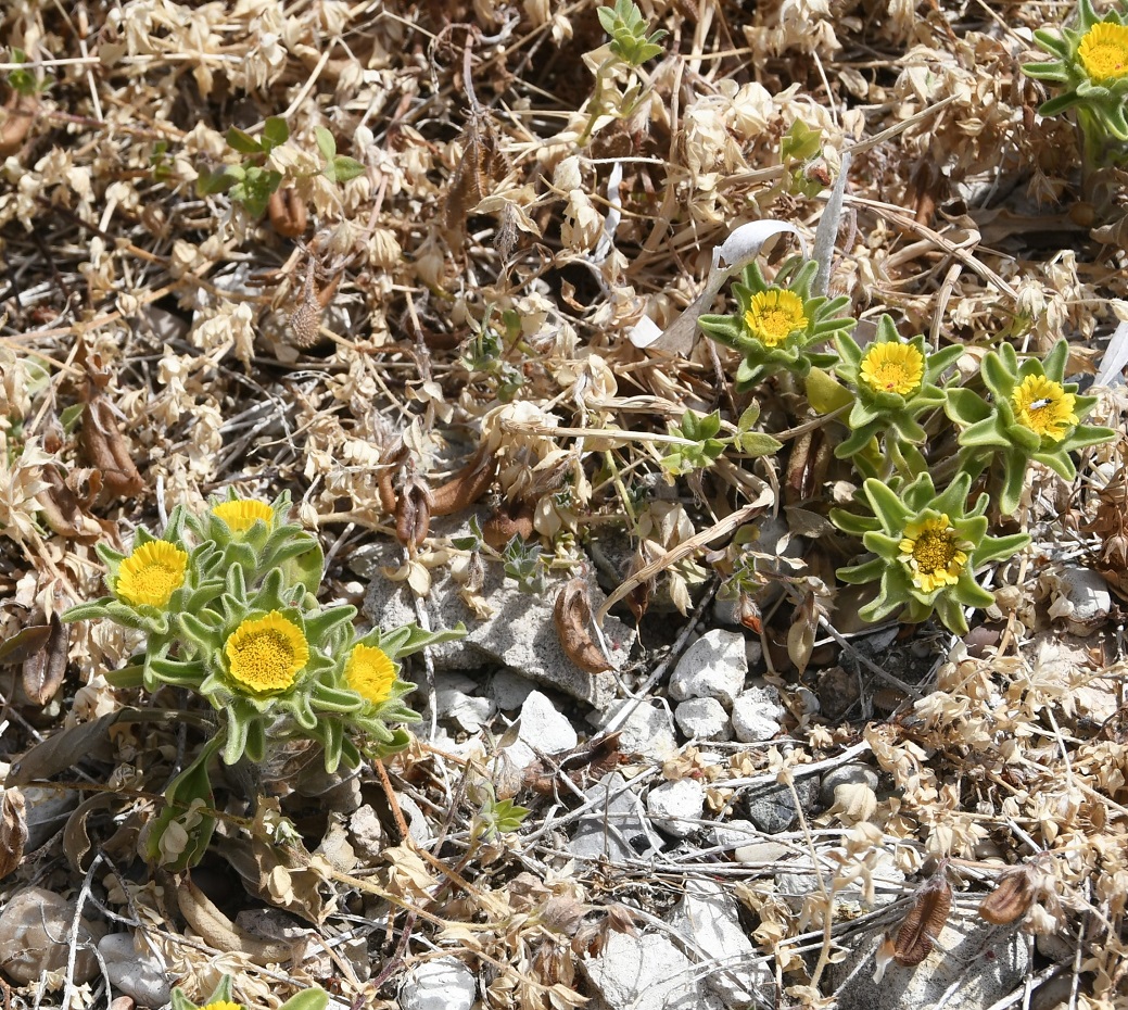 Изображение особи Pallenis spinosa.